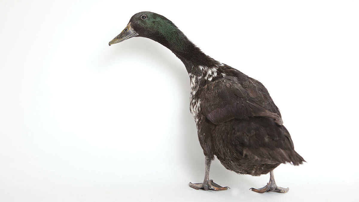 a duck